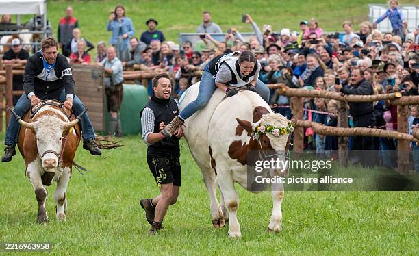 May 2025, Bavaria, Hadorf: The oxen Simmerl and Ferdinand with their riders Leonhard Wagner and Vroni Stürzer at the 1st Hadorfer Ochsenrennen....