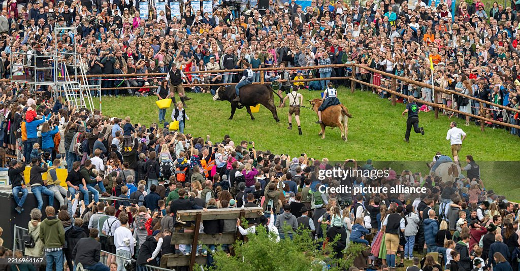 First oxen race in Hadorf