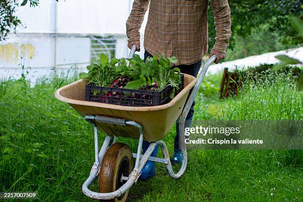 farmer pushing wheelbarrow full of freshly picked radishes - wheelbarrow stock pictures, royalty-free photos & images
