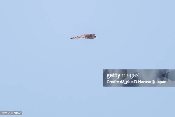 a beautiful sparrowhawk (accipiter nisus, family comprsing hawks) flapping its wings and flying out. - eurasian sparrowhawk stock pictures, royalty-free photos & images