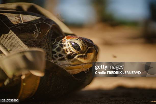 Young Green sea turtle that was caught by a fisherman in Mida Creek is prepared to be taken to a rehabilitation centre in Watamu on May 20, 2025....