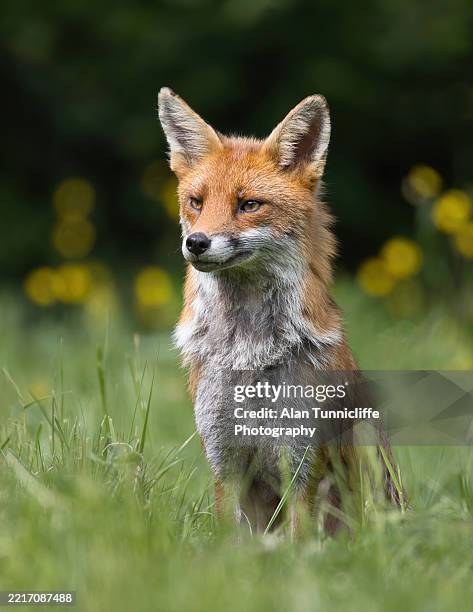 3,285 Alan Fox Stock Photos and High-Res Images - Getty Images