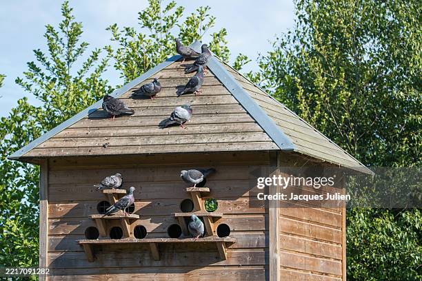 pigeons roosting on dovecote - flock of birds stock pictures, royalty-free photos & images