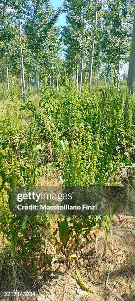 curled dock, scientifically named rumex crispus, is a common perennial plant found throughout the world - sheep sorrel stock pictures, royalty-free photos & images