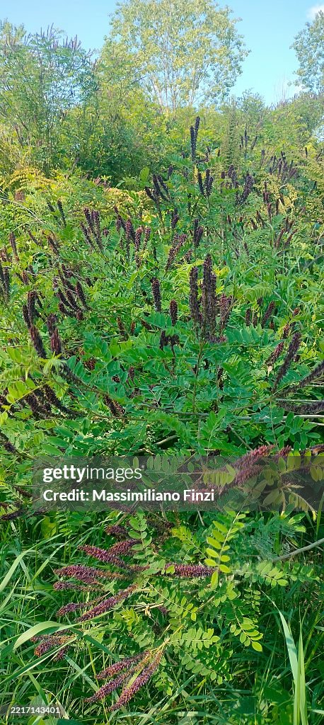 False Indigo Bush in bloom ( Amorpha fruticosa ) native from North America now arrived in the region by human means and infested the floodplains.