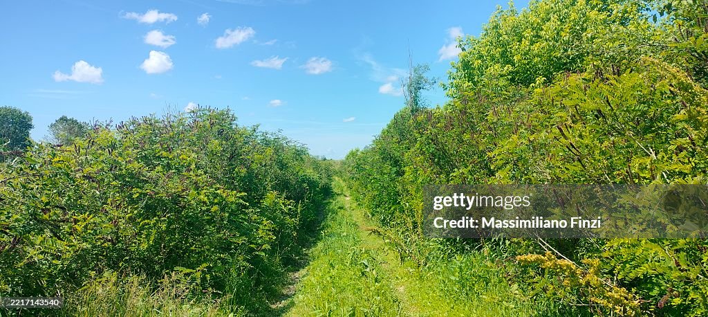 Landscape view of a footpath in the plan Padana with False Indigo Bush in bloom ( Amorpha fruticosa )
