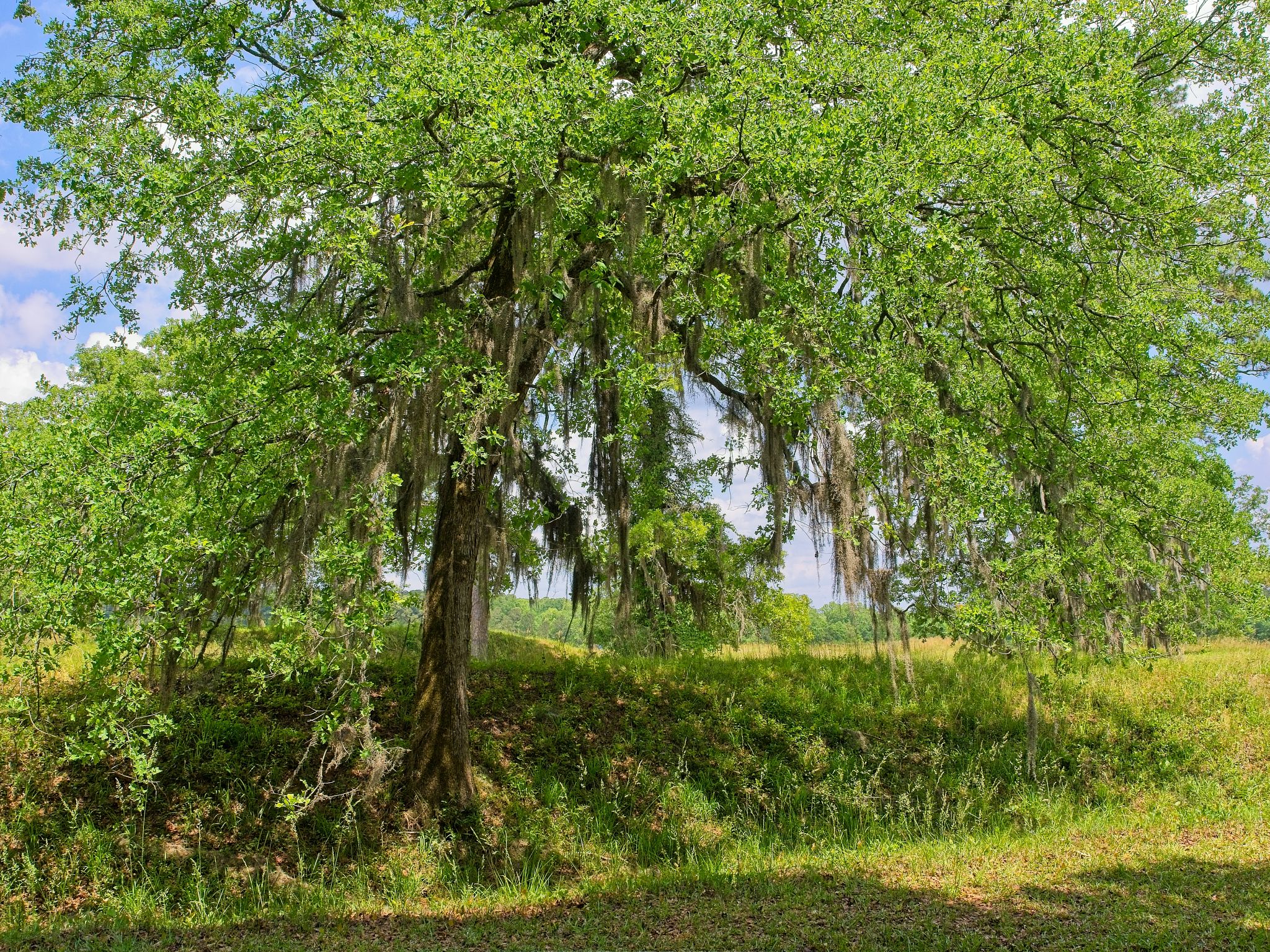 sumter sc neighborhood