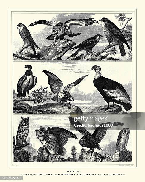 members of the order passeriformes, striciformes and falconiformes engraving antique illustration, published 1851 - barn owl stock illustrations