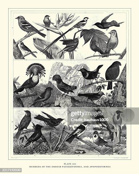 members of the orders passeriformes and apopodiformes, engraving antique illustration, published 1851 - zoology stock illustrations