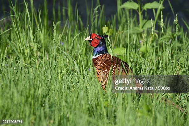 close-up of pheasant on grass - pheasant stock pictures, royalty-free photos & images