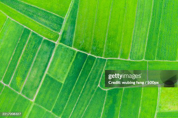 aerial view of agricultural field - leaf vein stock pictures, royalty-free photos & images