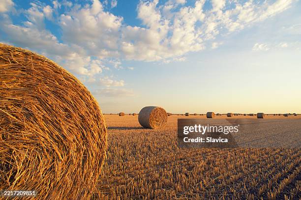 balles de foin sur champ agricole - botte de paille photos et images de collection