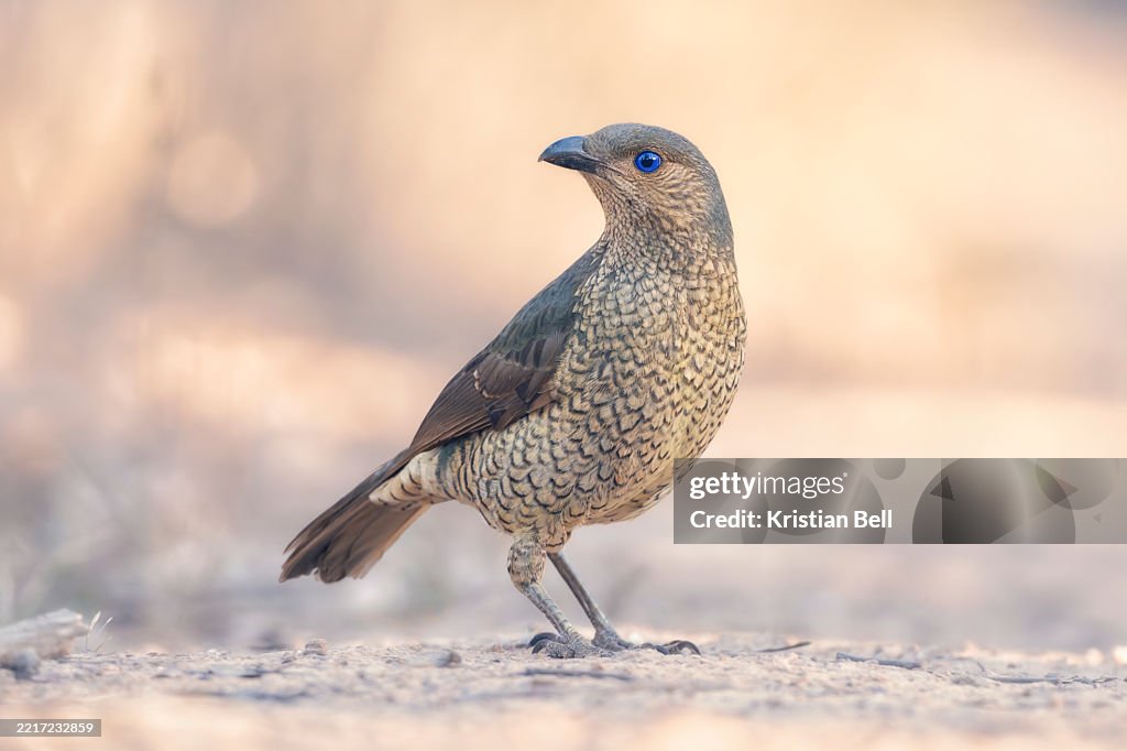A wild female sating bowerbird (Ptilonorhynchus violaceus) standing on forest floor with soft, warm evening light and out of focus background woodland foliage, Australia
