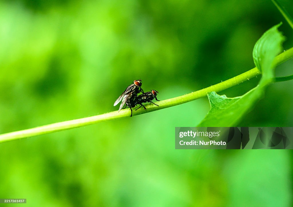 Houseflies (Musca Domestica) - Disease Vector - Animal India