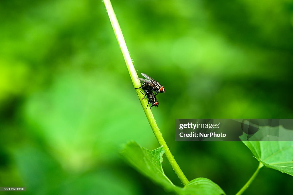 Houseflies (Musca Domestica) - Disease Vector - Animal India