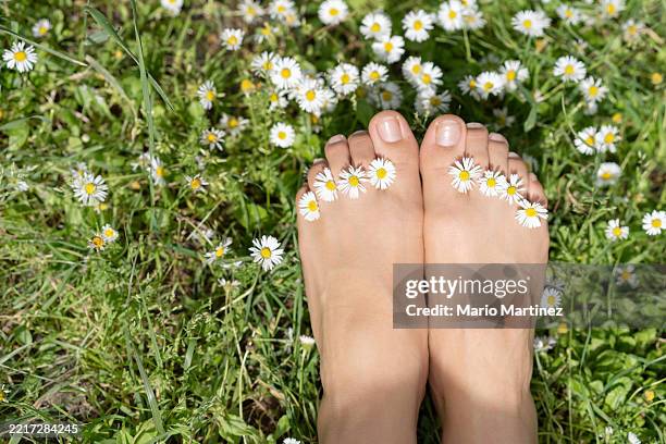 detail of woman's feet with daisies between her toes - piede umano foto e immagini stock