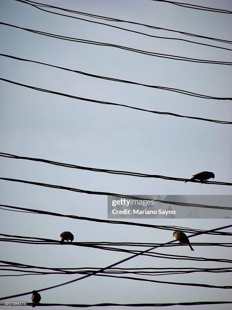 A group of Eurasian Tree Sparrows, known in the Philippines as 'Maya' birds.