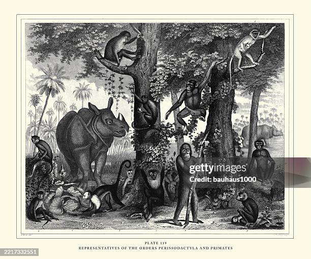 representatives of the orders perissodactyla and primates engraving antique illustration, published 1851 - achaia stock illustrations