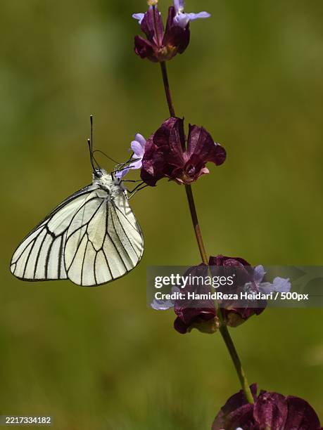 close-up of butterfly pollinating on flower - groot geaderd witje stockfoto's en -beelden