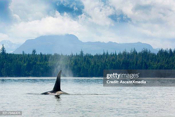 male orca breaching - killer whale stock pictures, royalty-free photos & images
