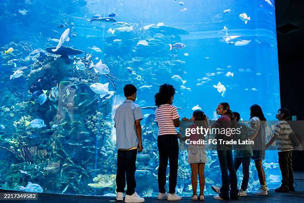 child students looking fishes on aquarium - aquarium stockfoto's en -beelden