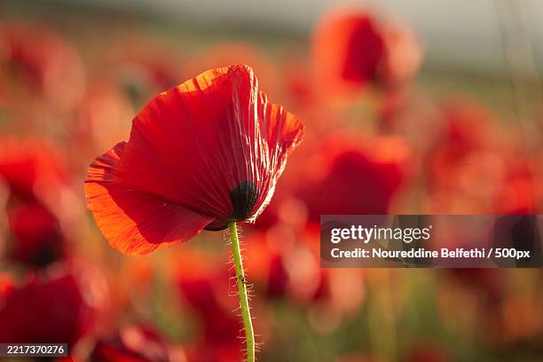 close-up of red poppy,algeria - corn poppy stock pictures, royalty-free photos & images