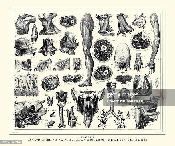 ilustraciones, imágenes clip art, dibujos animados e iconos de stock de anatomía de las fascias, integuments y organs of mastication and respiration engraving antique illustration, publicado en 1851 - cuello parte del cuerpo
