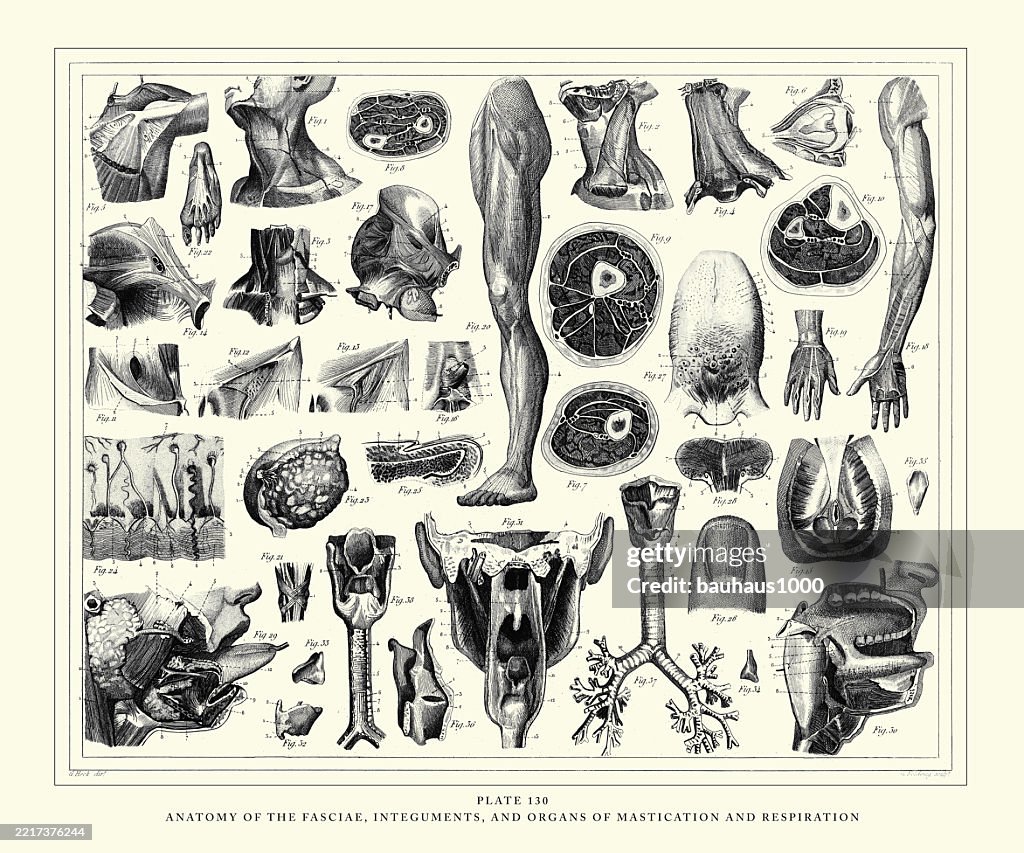 Anatomy of the Fasciae, Integuments and Organs of Mastication and Respiration Engraving Antique Illustration, Published 1851