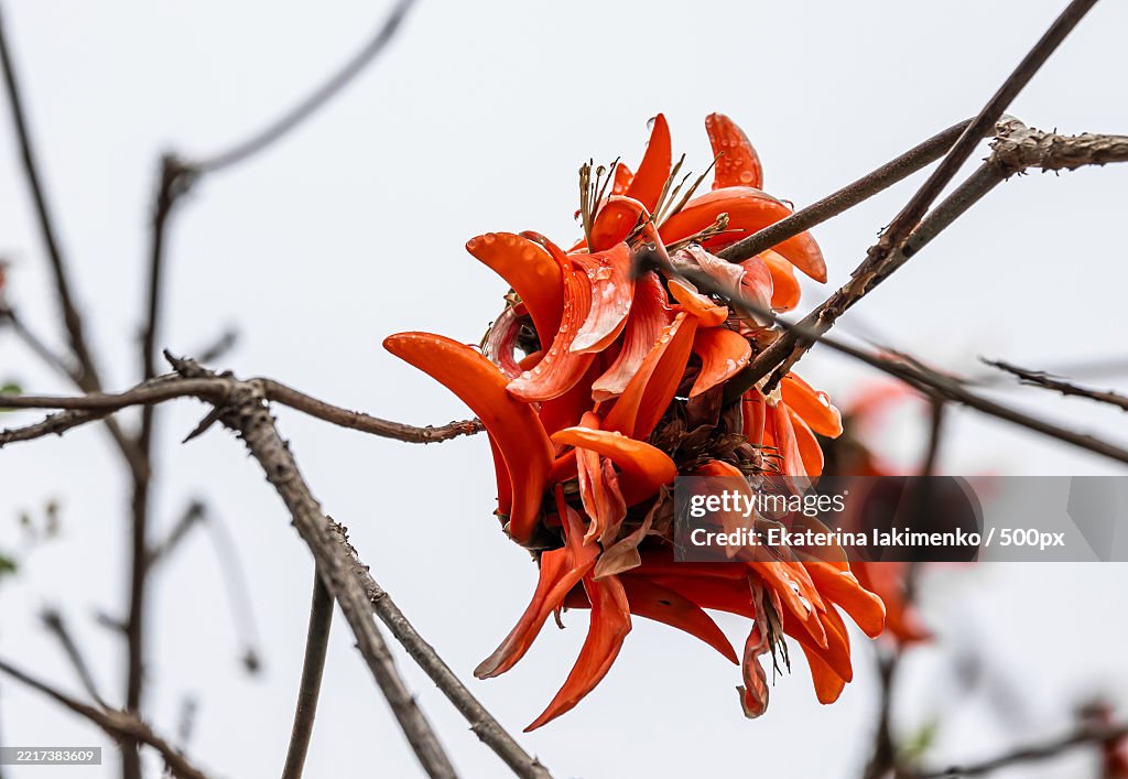 Big red flower of Erythrina caffra,Corallodendron African flora