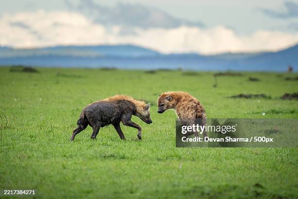 side view of sheep running on field - carnivorous sheep stock pictures, royalty-free photos & images