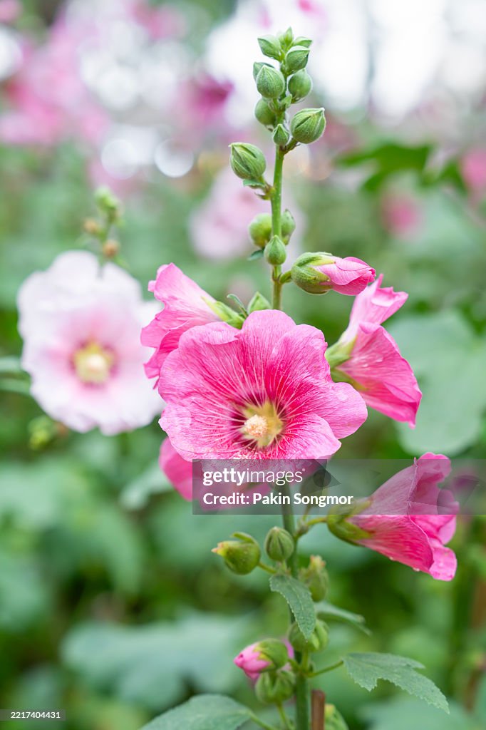 Pink Hollyhock flower in the gardens.