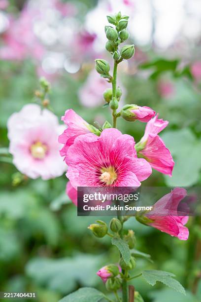 pink hollyhock flower in the gardens. - stockrose stock-fotos und bilder