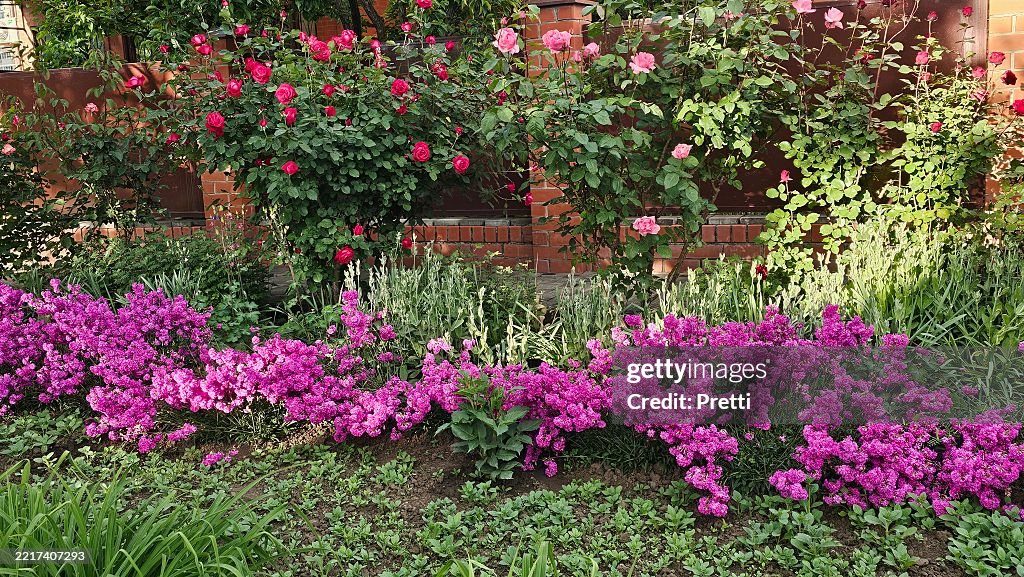 Dianthus pinnate Spring Beauty.