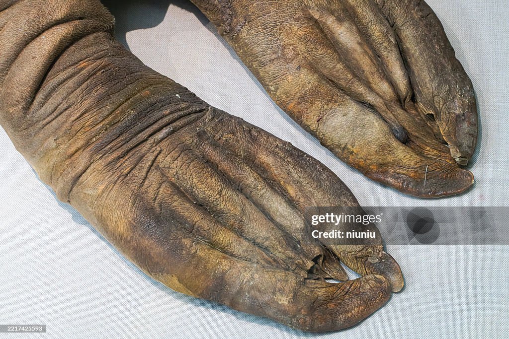 Walrus feet close-up