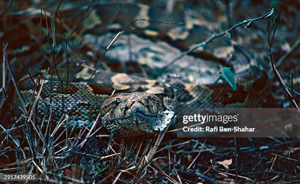 African Roc 140 African Rock Python Stock Photos, High-Res Pictures, and Images ...