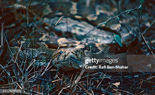 African rock python snake African rock python snake