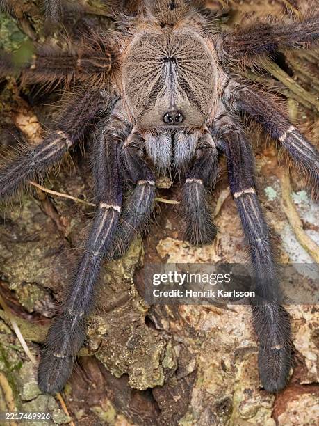 Tarantula Infested Tree 269 Tree Trunk Spiders Stock Photos, High-Res Pictures, and Images ...