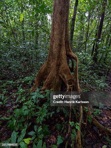 Tropical Rainforest With Old Trees With Plank Roots Danum Valley Borneo ...