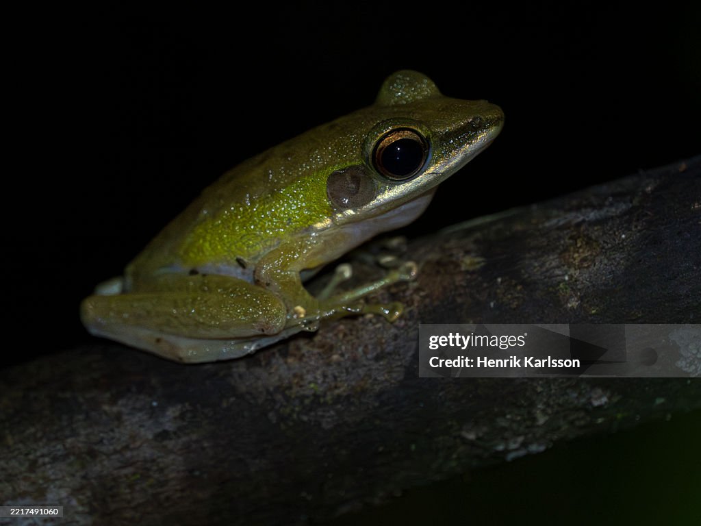 White-lipped frog (Chalcorana raniceps) at night