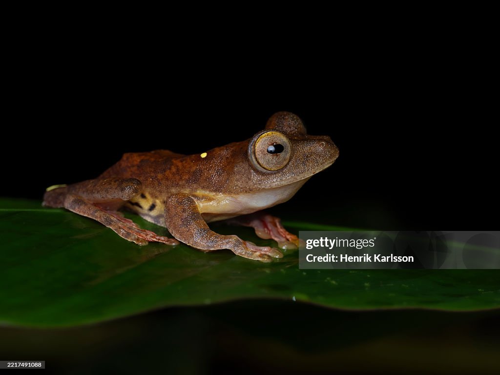 Close-up of a Harlequin tree frog (Rhacophorus pardalis) at night