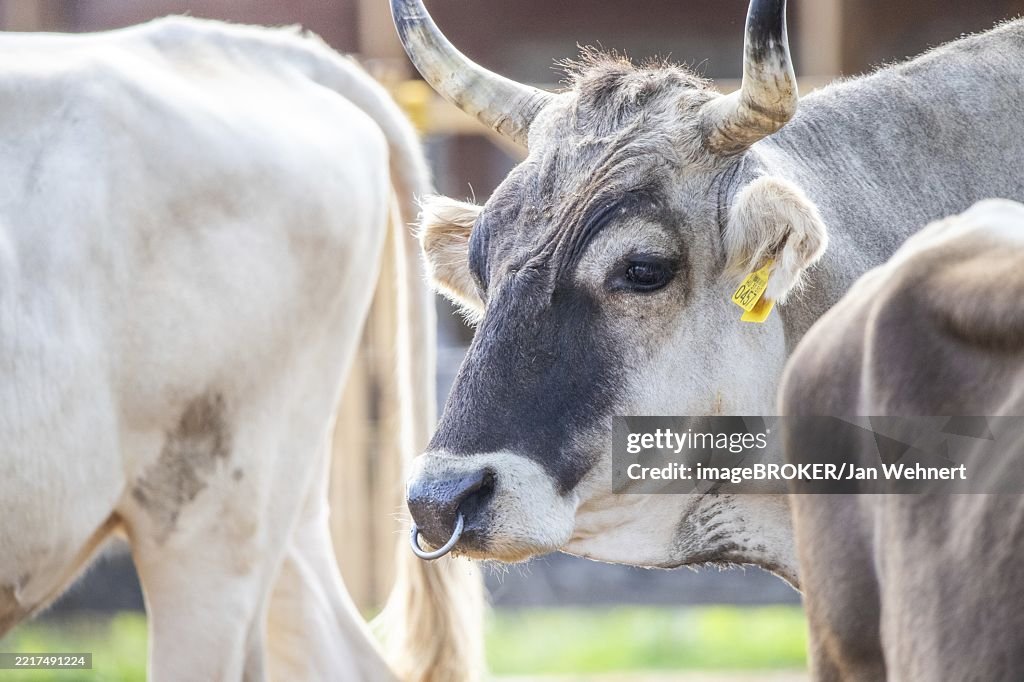 Grey Cattle, Hungarian Grey Cattle, Bos primigenius taurus on a farm pasture, large animal with long horns at Lake Balaton, Hungary, Europe