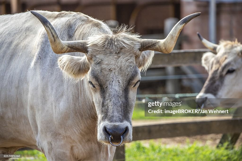 Grey Cattle, Hungarian Grey Cattle, Bos primigenius taurus on a farm pasture, large animal with long horns at Lake Balaton, Hungary, Europe