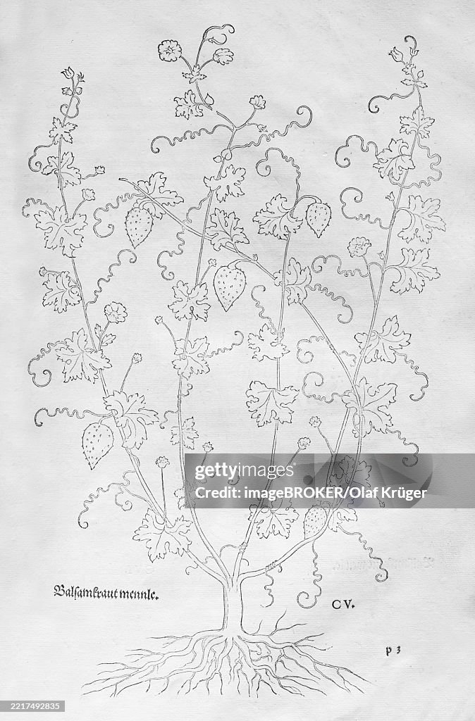 Garden balsam, garden balsam (Impatiens balsamina), woodcut by Leonhart Fuchs, from New Kreüterbuch, neues Kräuterbuch, Michael Isingrin, Basel, Switzerland, 1543, Europe