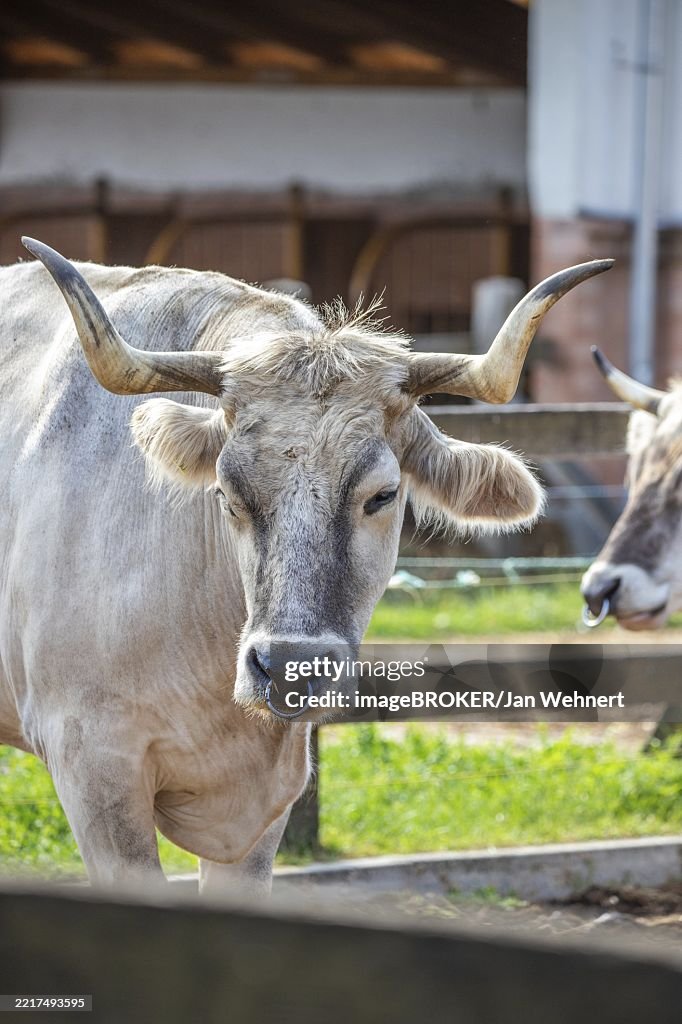 Grey Cattle, Hungarian Grey Cattle, Bos primigenius taurus on a farm pasture, large animal with long horns at Lake Balaton, Hungary, Europe