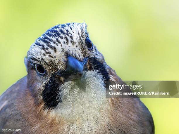eurasian jay (garrulus glandarius) portrait, frontal view of the head, rhine floodplain, upper rhine, baden-württemberg, germany, europe - zangvogels stockfoto's en -beelden