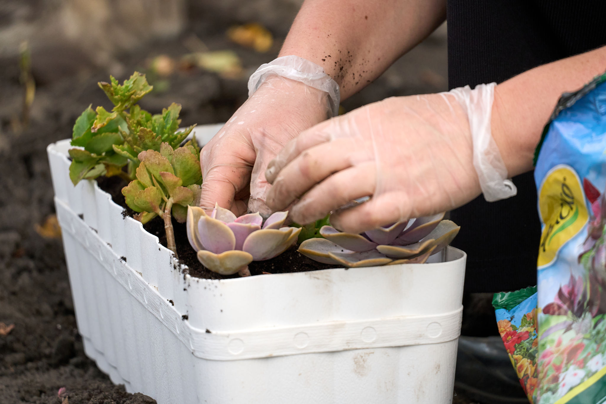 spring science project