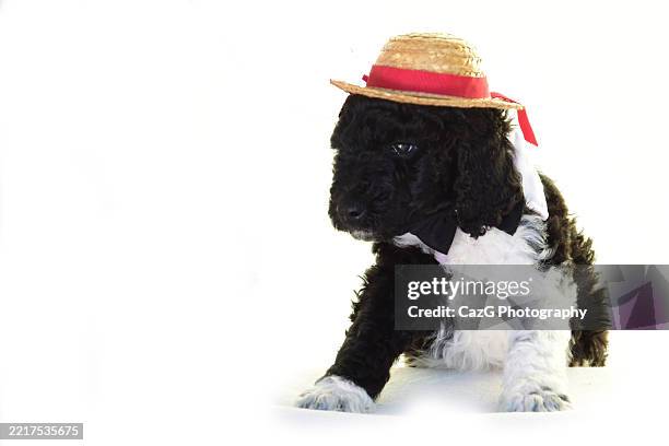 poodle puppy in studio with straw hat - standard poodle stock pictures, royalty-free photos & images