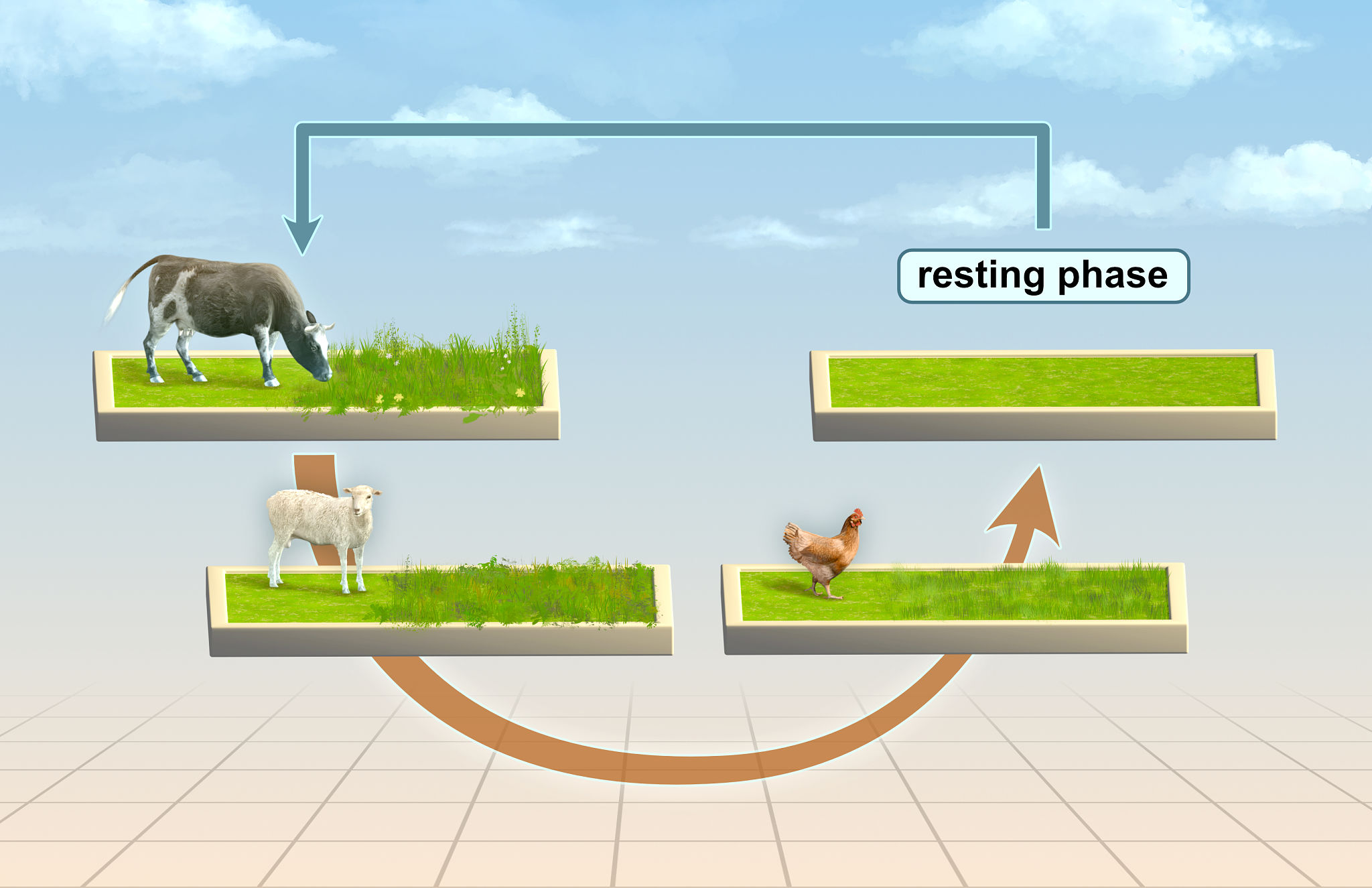Multi species rotational grazing Multi species rotational grazing