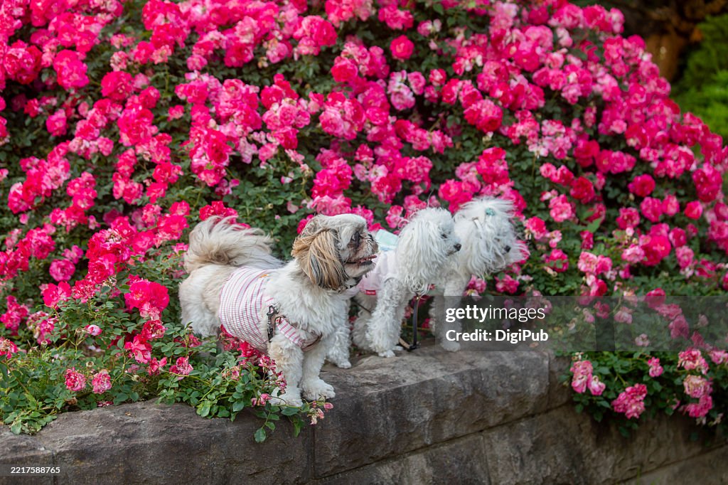 Puppies Posing Among Roses at English Garden