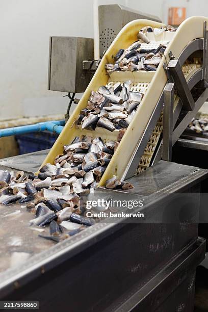fish pieces on conveyor belt in seafood processing plant with water cleaning system - cleaning fish stock pictures, royalty-free photos & images